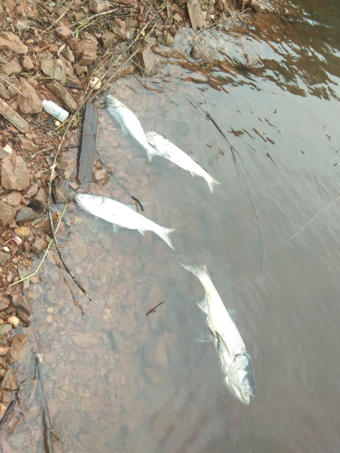 浏阳市沙市镇赤马湖水污染严重