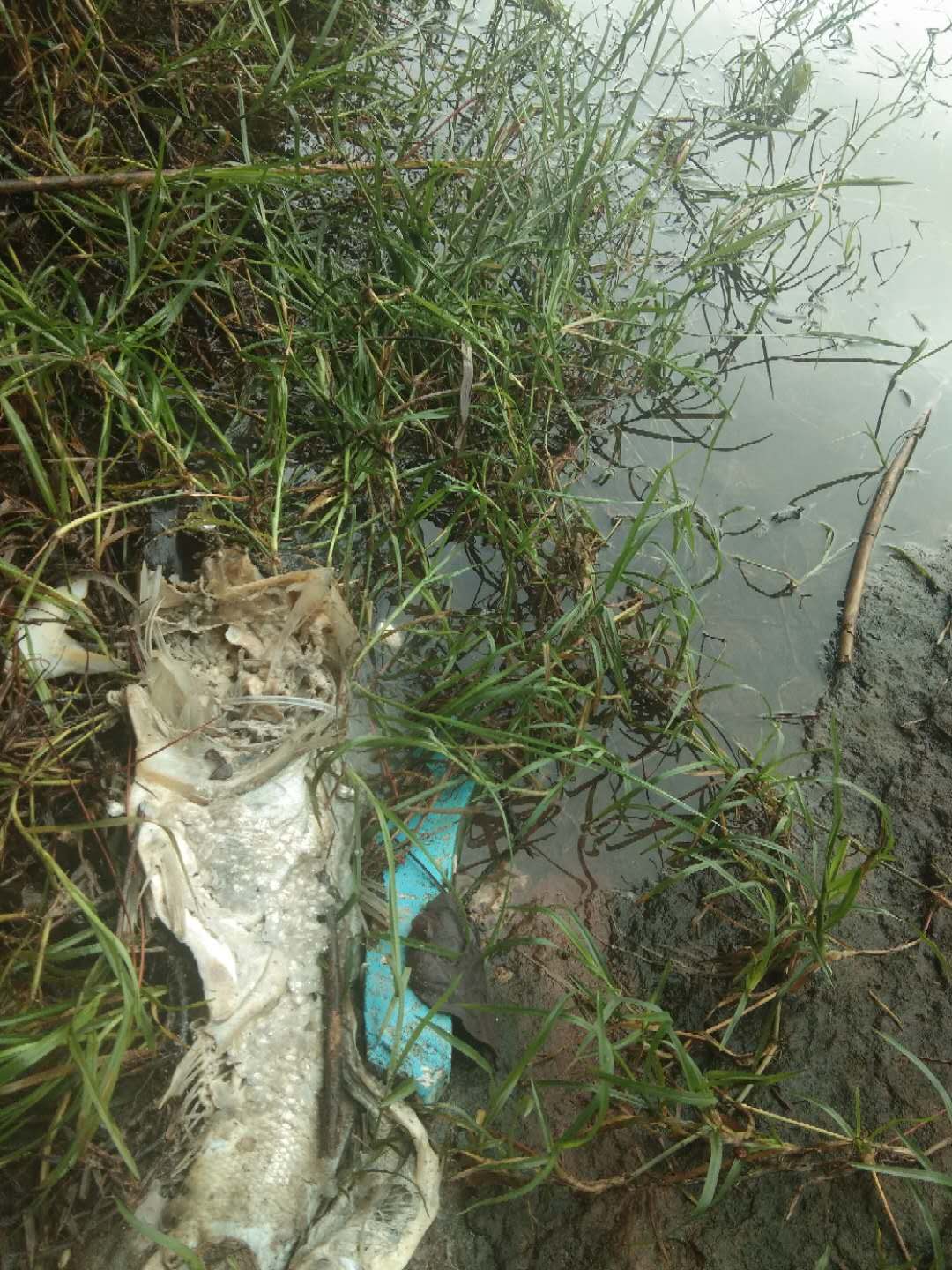 浏阳市沙市镇赤马湖水污染严重