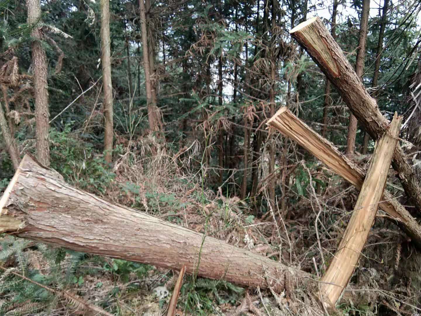 要求新宁县黄龙供电所把砍的沙树搬回我家里并赔偿损失