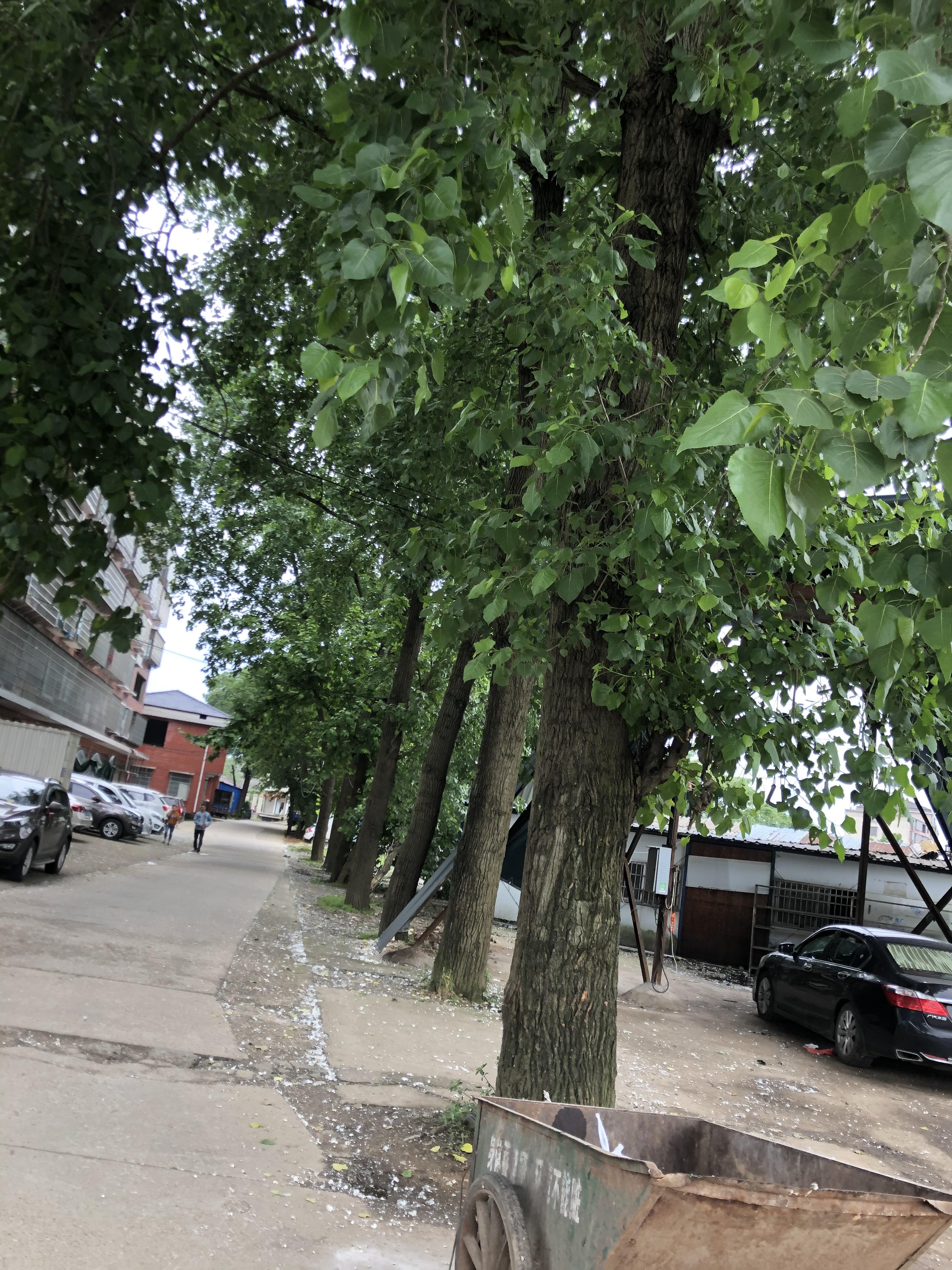 沅江新兴社区重量重科三门河边杨树花满天飞